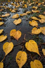 High angle view of yellow leaves on wet field during autumn