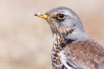 Obraz premium Portrait of a fieldfare (Turdus pilaris)