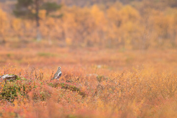 Golden plover in a yellow autumn landscape in finland
