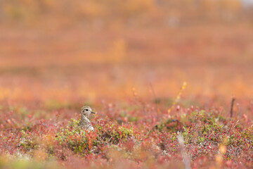 Golden plover in a yellow autumn landscape in finland