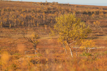 Sunset over an autumnal fjell landscape in northern Finland
