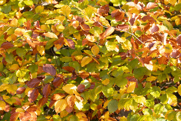 Strukturbild Buchenherbstlaub in der Sonne, im Sonnenlicht in verschiedenen Farben leuchtend, gelb, orange, grün, braun