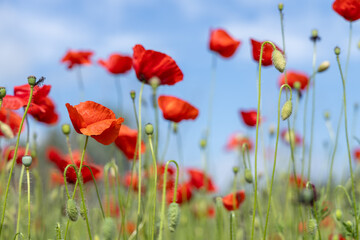 Obraz premium Red poppies blooming in a field under blue sky