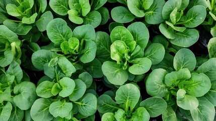 Wide-angle shot of a greenhouse filled with vibrant hydroponic bok choy, neatly organized in nutrient trays