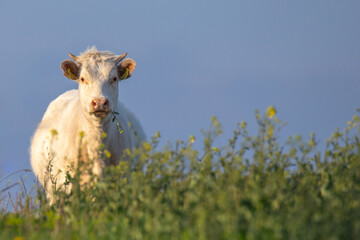 Naklejka premium A curious cow chewing grass