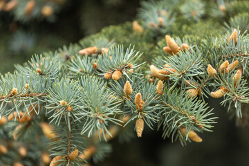 Colorado blue spruce showing new growth in spring