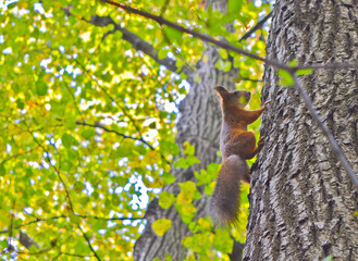 Squirrel on tree in forest