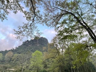Fototapeta premium trees in the mountains