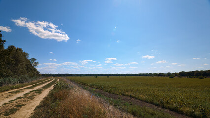 Obraz premium dirt road along the forest and fields, bright summer landscape on a sunny day, blue sky in the background
