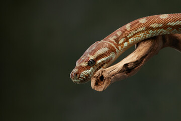 A python is captured with its tongue flicking out, displaying its predatory nature. The snake coiled body is wrapped around a branch, ready to react to its surroundings.