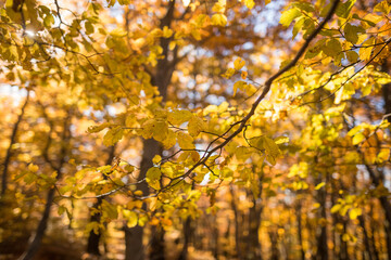 Fototapeta premium Beech forest in Czech Republic in autumn