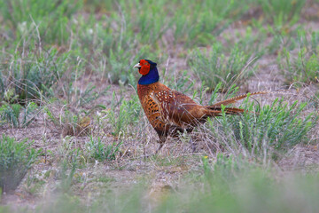 Pheasant bird displayed in its natural habitat.