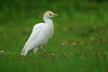 Wildlife - Birds. Western cattle egret (Bubulcus ibis) mostly live in fields, steppes and grasslands, except wetlands. They usually feed on insects.