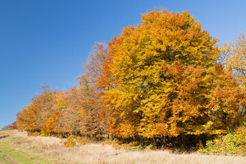 Beautiful autumn coloring in October