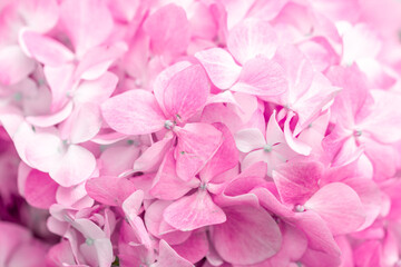 Pink flowers close up. Bouquet of purple flowers. City flower beds, a beautiful and well-groomed garden with flowering bushes.