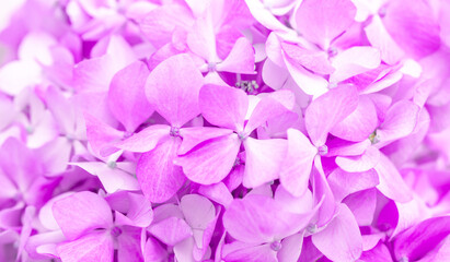 Lilac flowers close up. Bouquet of purple flowers. City flower beds, a beautiful and well-groomed garden with flowering bushes.