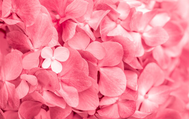 Obraz premium Pink flowers close up. Bouquet of red flowers. City flower beds, a beautiful and well-groomed garden with flowering bushes.