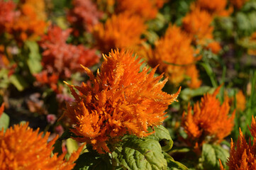 Orange flower in garden