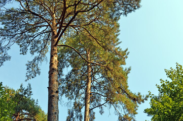 Pine trees and sky