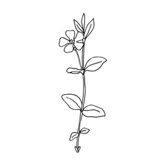Minimalistic floral line drawing by hand. Decorative botanical elements, modern drawing in the form of botanical lines, floral tattoo design. Vector isolated illustration