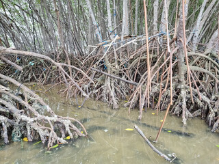 Close up of mangrove tree with branches. Detail of mangrove trees along the mangrove forest at low tide