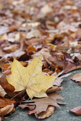 An autumnal scene of a path covered in orange and brown leaves in a park with one striking yellow leave standing out