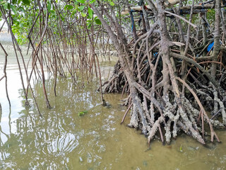 Close up of magrove trees with branches with green leaves. Close up of mangrove leaf. Detail of mangrove trees along the mangrove forest. Fresh green natural color of the nature