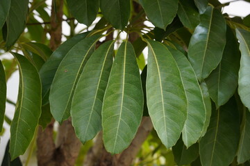 Umbrella tree also called schefflera actinophylla