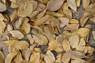A close-up of autumn leaves scattered on the ground, displaying a warm palette of earthy tones.