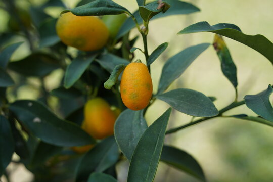 Fortunella margarita Kumquats ( or cumquats ) foliage and Oval fruits on kumquat dwarf tree, close up.