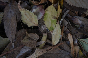 A close-up of autumn leaves scattered on the ground, displaying a warm palette of earthy tones.