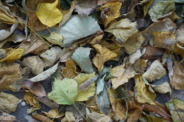 A close-up of autumn leaves scattered on the ground, displaying a warm palette of earthy tones.