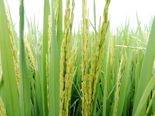 The rice plant begins to flower but the seeds are not yet full so the flower stem is still upright.