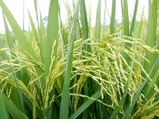 The rice plants begin to flower and the seeds begin to fill so that the flower stems begin to bend downwards.