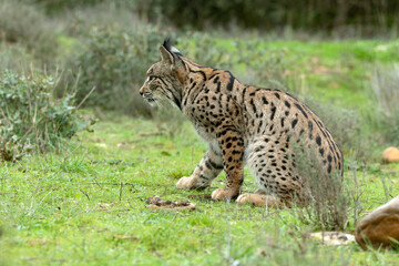 Young male Iberian Lynx in a Mediterranean oak and pine forest at first light of sunrise