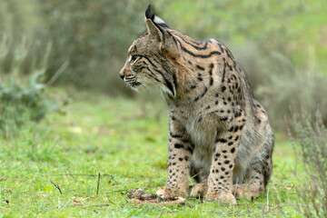 Young male Iberian Lynx in a Mediterranean oak and pine forest at first light of sunrise