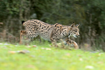 Young male Iberian Lynx hunting rabbits in a Mediterranean forest at the first light of a cold autumn day