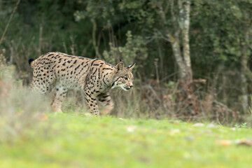 Young male Iberian Lynx hunting rabbits in a Mediterranean forest at the first light of a cold autumn day