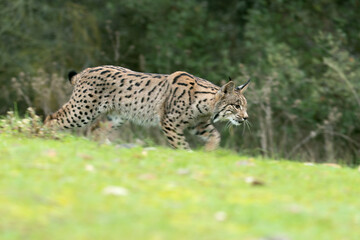 Young male Iberian Lynx hunting rabbits in a Mediterranean forest at the first light of a cold autumn day