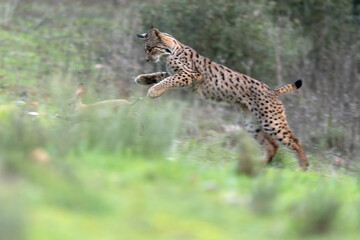 Young male Iberian Lynx hunting rabbits in a Mediterranean forest at the first light of a cold autumn day