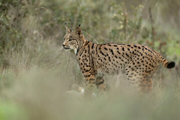 Young male Iberian Lynx hunting rabbits in a Mediterranean forest at the first light of a cold autumn day