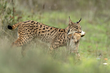 Young male Iberian Lynx hunting rabbits in a Mediterranean forest at the first light of a cold autumn day