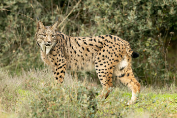 Adult female Iberian Lynx in a Mediterranean forest at the first light of a cold late autumn day