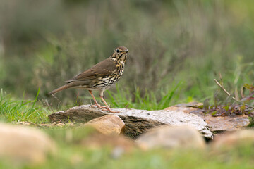 Song thrush in a Mediterranean forest with the last light of day