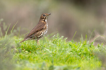 Song thrush in a Mediterranean forest with the last light of day