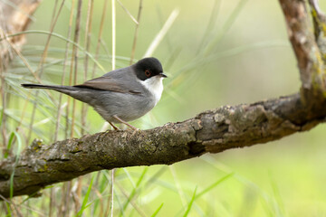 Male Sardinian warbler at first light in a Mediterranean oak forest