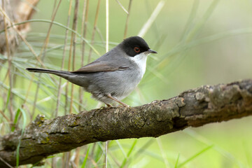 Male Sardinian warbler at first light in a Mediterranean oak forest