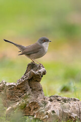Female Sardinian warbler at first light in a Mediterranean oak forest