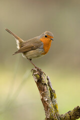 European robin in a Mediterranean forest of oaks and pines with the last light of an early winter day
