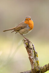 European robin in a Mediterranean forest of oaks and pines with the last light of an early winter day